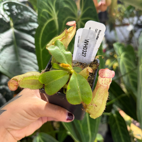 WH0327	Nepenthes veitchii ((m) grex #2 x BE-3734), CAR-0889 (S)