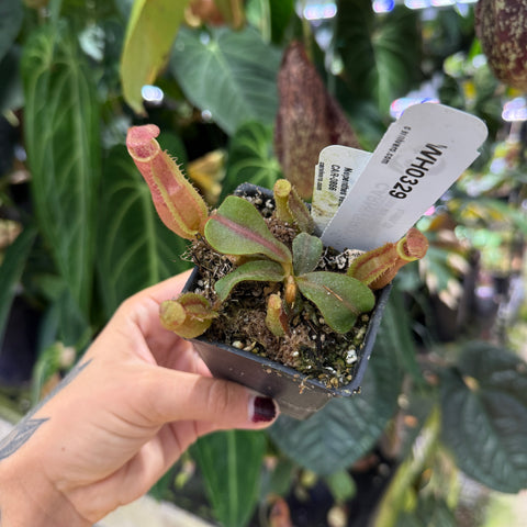 WH0330 Nepenthes veitchii ((m) grex #2 x 'Candy Dreams'), CAR-0843	(M)