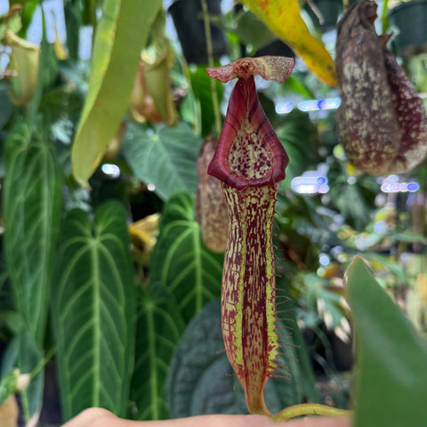 WH0331	Nepenthes [(lowii x veitchii)-Yellow x tiveyi] x spathulata EP	(L)