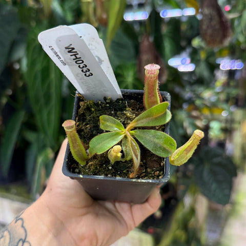 WH0333	Nepenthes veitchii ('Geoff Wong' x BE-3734), CAR-0749 (S)