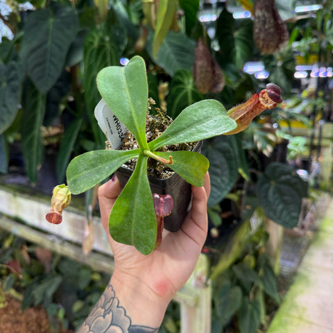 WH0334 Nepenthes veitchii (Murud x Candy)-Best x (peltata x tenuis), CAR-0431 (M)