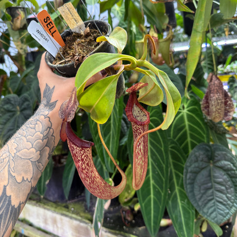 WH0341 Nepenthes  [(lowii x veitchii) x boschiana] x platychila (L) (Q)