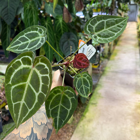 WH0337	Anthurium (dorayaki x 'Dreamweaver') x ('Necromancer' x 'Dreamweaver'), CAR-0540	(M)