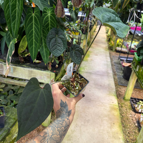 WH0338	Anthurium Ace of Spades (Chloe F2) (M)