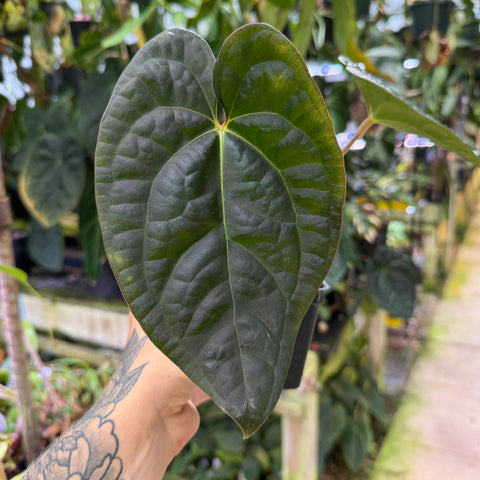 WH0343 Anthurium (carlablackiae - Erica Garcia) x luxurians (M)