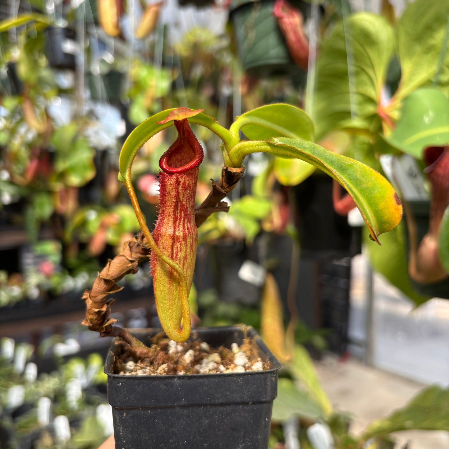 [W237] Nepenthes edwardsiana x maxima