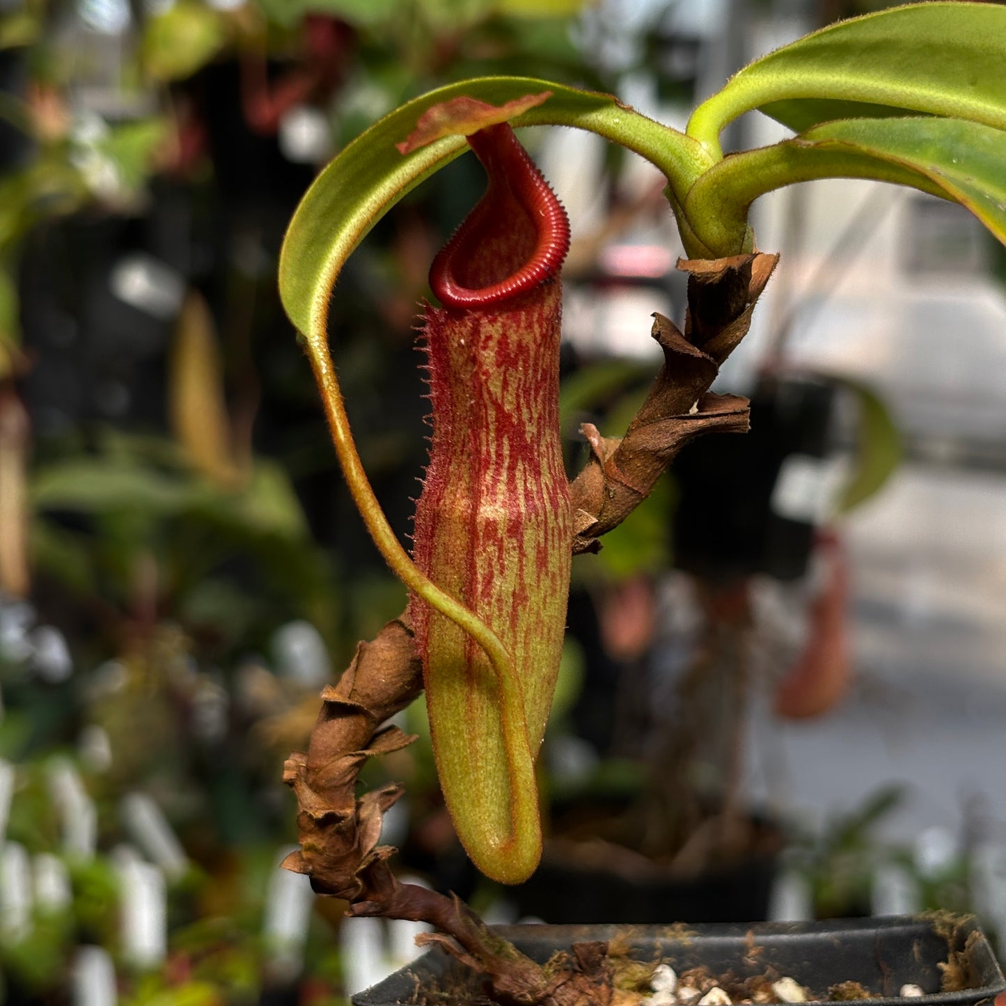 [W237] Nepenthes edwardsiana x maxima