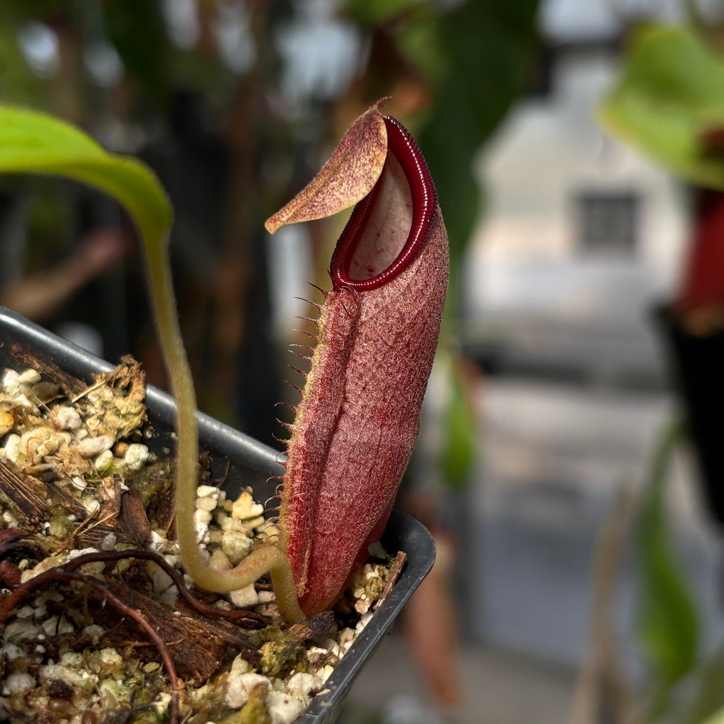 [W238] Nepenthes bongso, BE-3036
