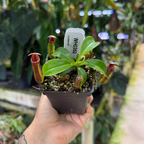 WH0352	Nepenthes [(lowii x veitchii) x boschiana] x macrophylla, CAR-0717 (S)
