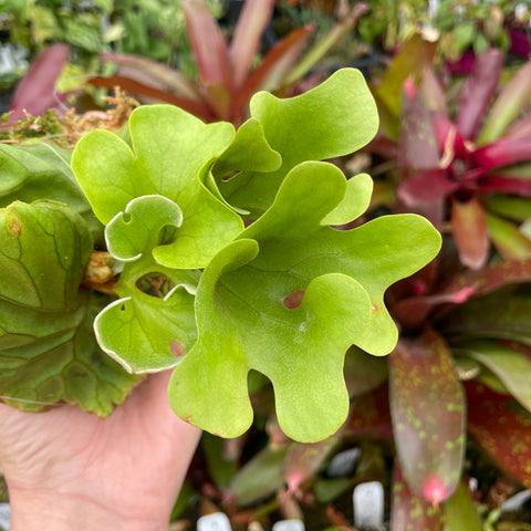 Platycerium ridleyi dwarf staghorn fern with bright lime green undulating fronds mounted on a moss ball held in hand