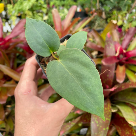 Small potted Anthurium antolakii hybrid with broad oval green leaves