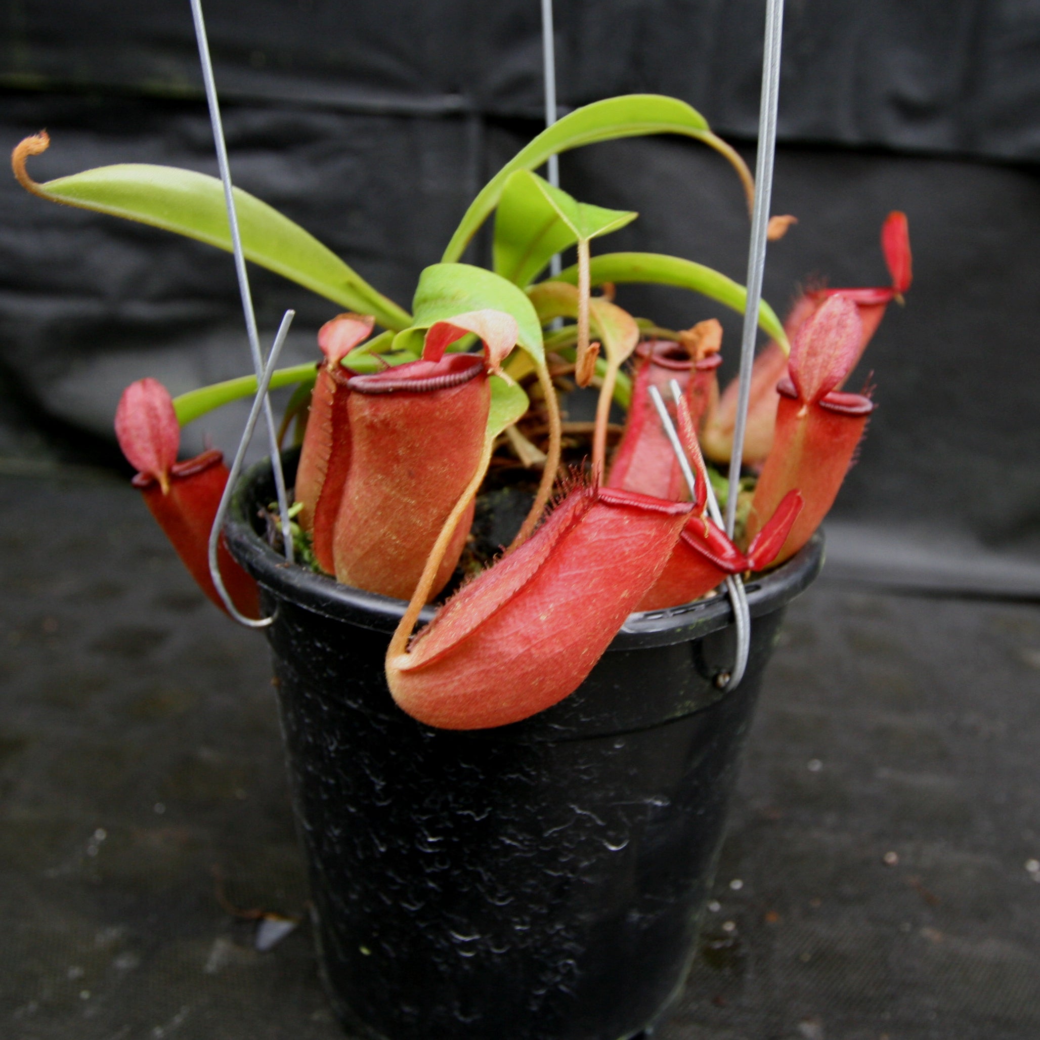 Nepenthes Lady Luck Wholesale – Carnivero