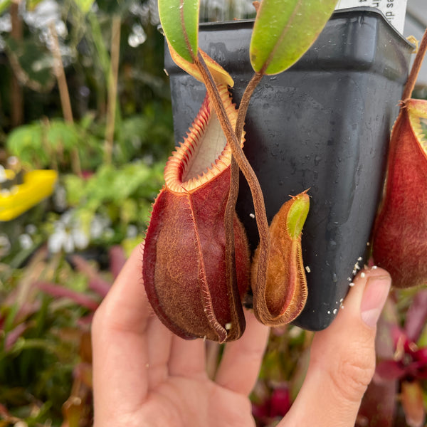 [A231] Nepenthes diabolica "Red Hairy Hamata" - Clone 14 (Med)