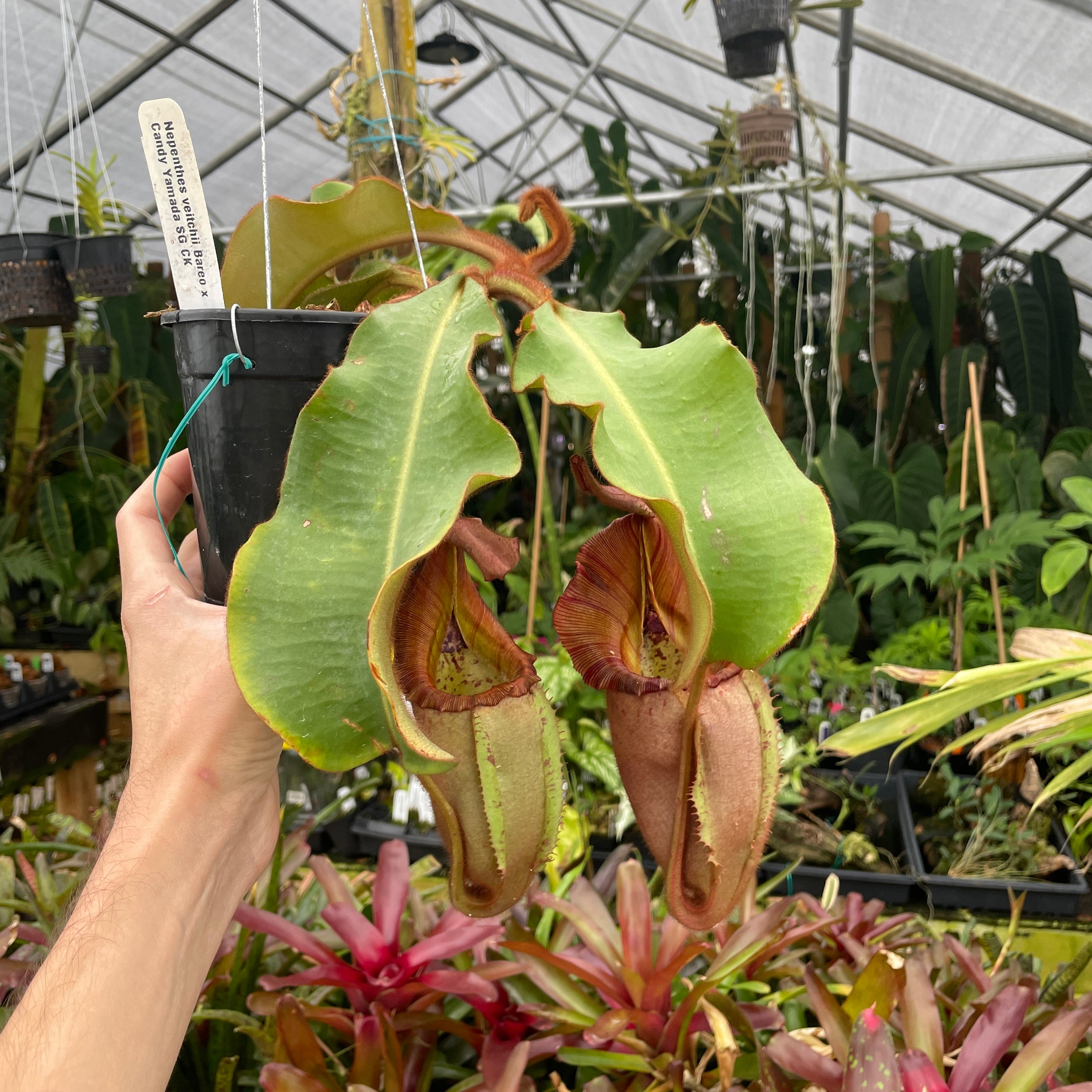 A232] Nepenthes veitchii (Bareo x Candy Yamada) (XXL, unpotted