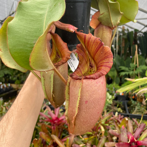 Unpotted XXL Nepenthes veitchii Bareo x Candy Yamada with large striped red pitcher and broad green leaves