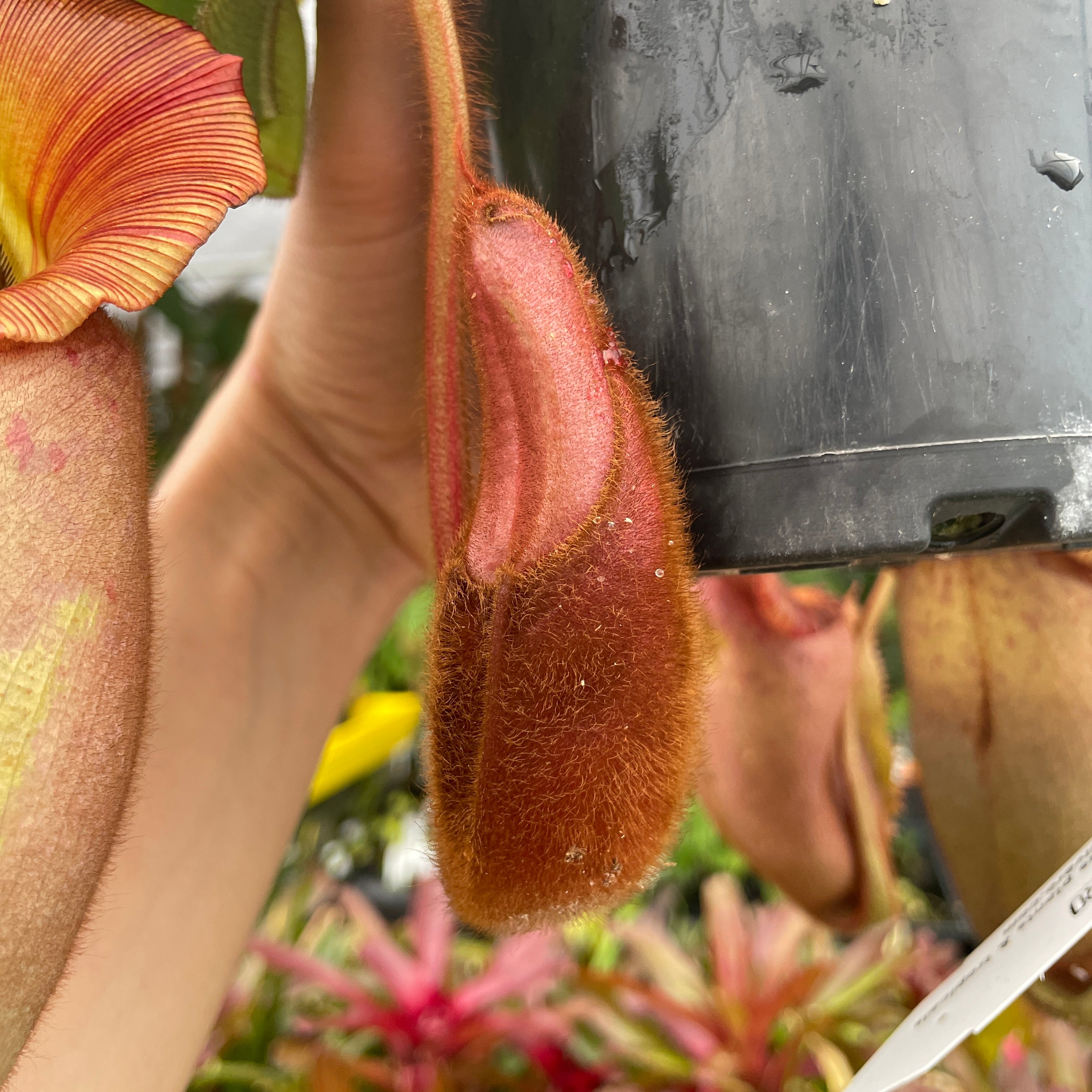 A232] Nepenthes veitchii (Bareo x Candy Yamada) (XXL, unpotted