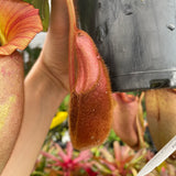 [A232] Nepenthes veitchii (Bareo x Candy Yamada) (XXL, unpotted)