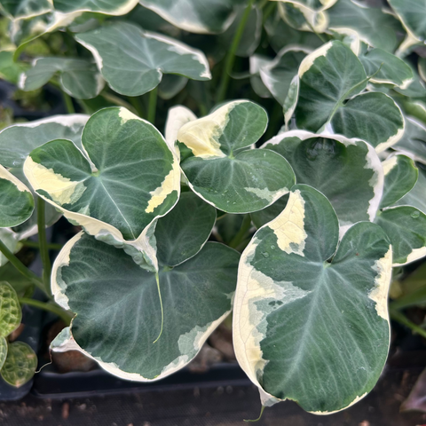 Mickey Mouse variegated Xanthosoma albo with dark green centers and cream margins on heart shaped leaves
