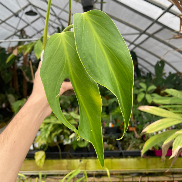 [A239] Monstera 'Burle Marx Flame' (L, unpotted)