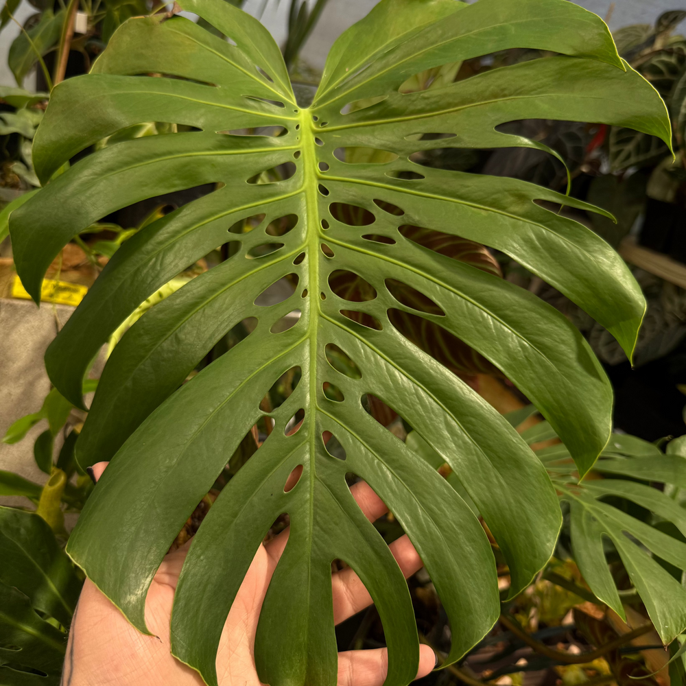 [MDR041] Monstera deliciosa 'Compacta'
