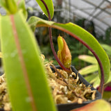 [A243] Nepenthes diabolica "Red Hairy Hamata" - Clone 14 (Lg)
