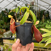 [A243] Nepenthes diabolica "Red Hairy Hamata" - Clone 14 (Lg)