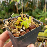 [A244] Nepenthes truncata (d) x edwardsiana (Sm)