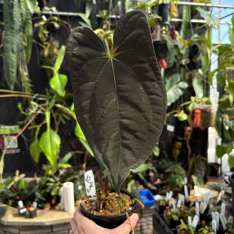 Potted XL Anthurium Wu Pap x antolakii with a large dark leaf held up in a busy greenhouse nursery