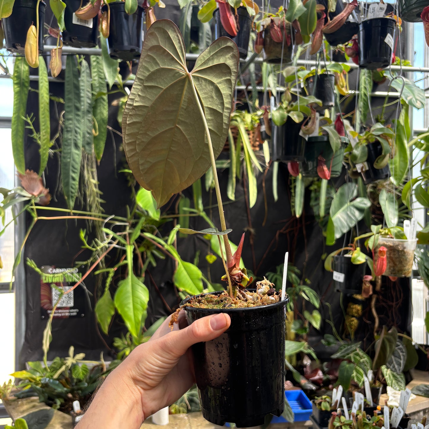 [W241] Anthurium Wu Pap x antolakii (XL)