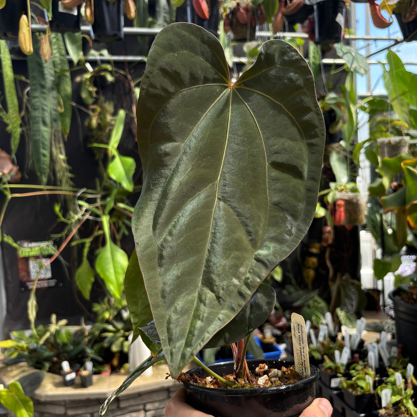 [W242] Anthurium 'Ace of Spades' x antolakii (XL)
