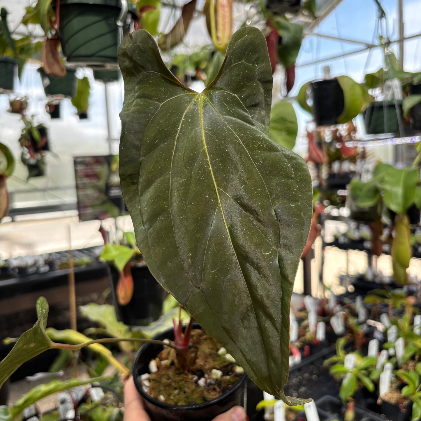 [W246] Anthurium papillilaminum (Long x Long Bullet) x SC2 (XL)