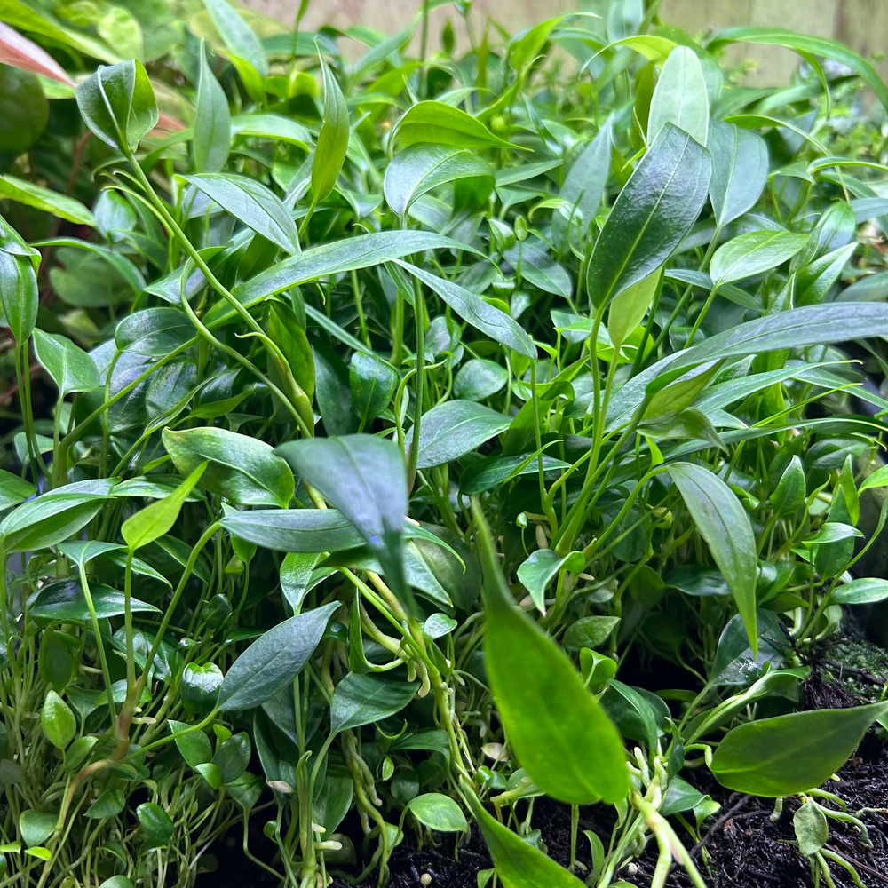 
                      
                        Anthurium wendlingeri, CAR-0837
                      
                    