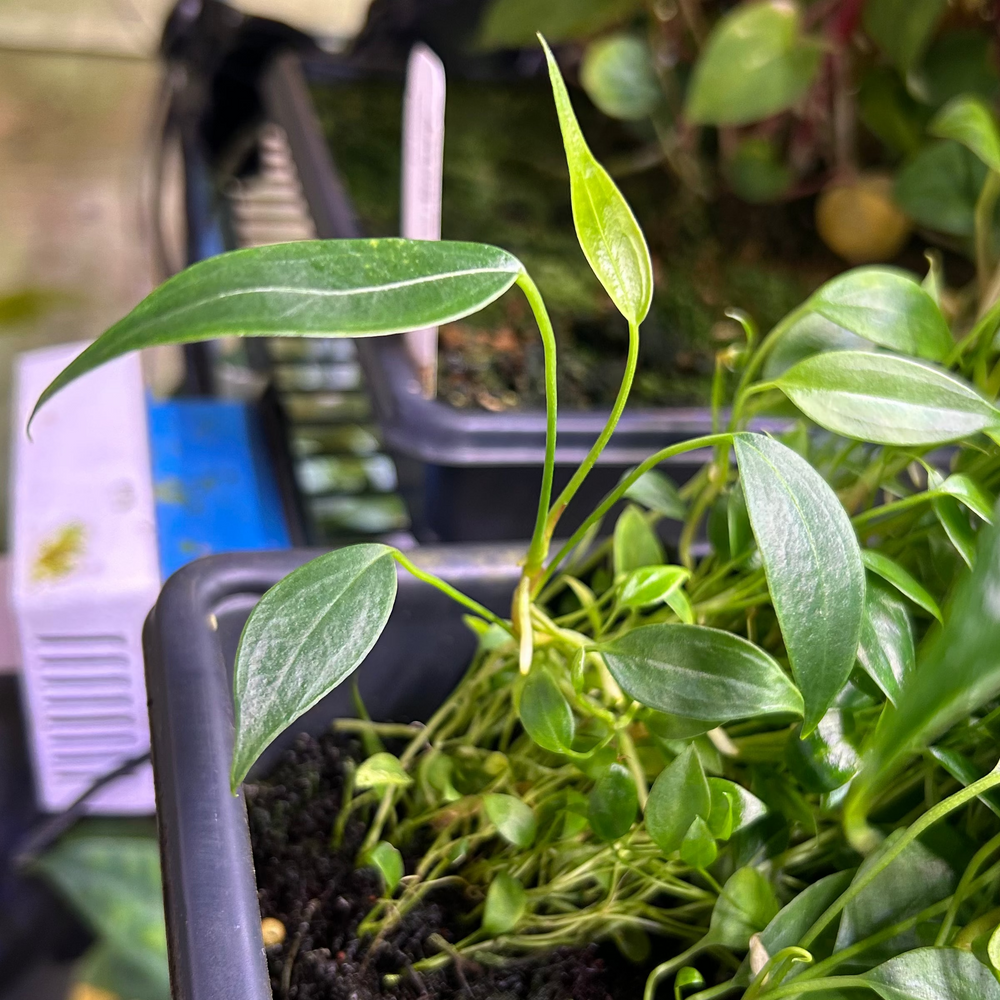 
                      
                        Anthurium wendlingeri, CAR-0837
                      
                    