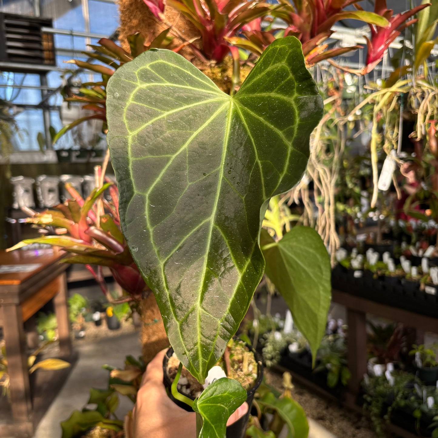 [A986] Anthurium Delta Force (XL)