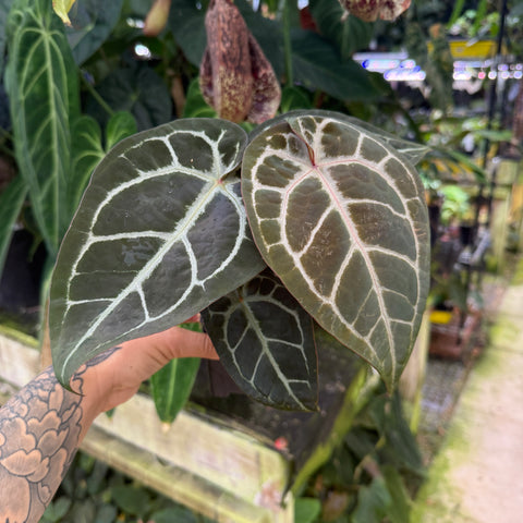 WH0356	Anthurium 'Pink Wonderboy' x ('Necromancer' x 'Dreamweaver'), CAR-0848 (M)