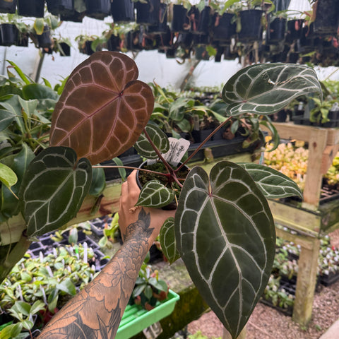 WH0357	Anthurium (dorayaki x Dreamweaver) x (Zara x MIchelle) -purple, CAR-0470 (L) (Q)