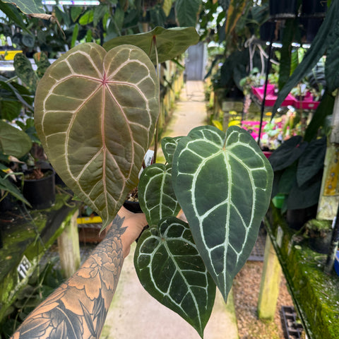 WH0358  Anthurium Wonderboy (a x Pink) x Red crystal  (L) (Q)
