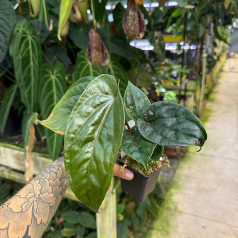 WH0371	Anthurium luxurians x 'Gigi' CAR-0606 (M)