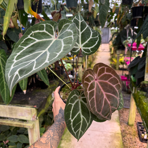 WH0368 Anthurium (dorayaki x Dreamweaver) x (Zara x MIchelle) -purple, CAR-0470  (L) (Q)