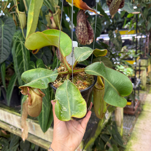 WH0359	Nepenthes veitchii ((k) x ck striped)	(L) (Q)