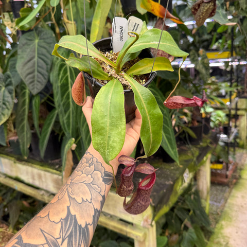 WH0360 Nepenthes boschiana x (spathulata x jacquilineae) BE Best 2 (L) (Q)