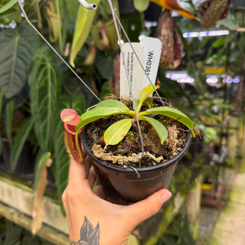 WH0361	Nepenthes [(lowii x veitchii) x boschiana] x macrophylla, CAR-0717 (M) (Q)