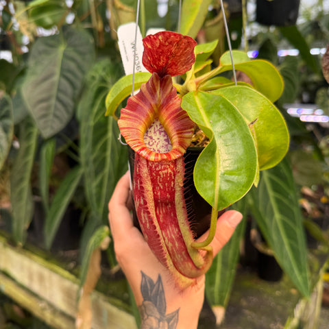 WH0365	Nepenthes (Song of Melancholy x LVB) #4 x (maxima x veitchii HL) (L) (Q)