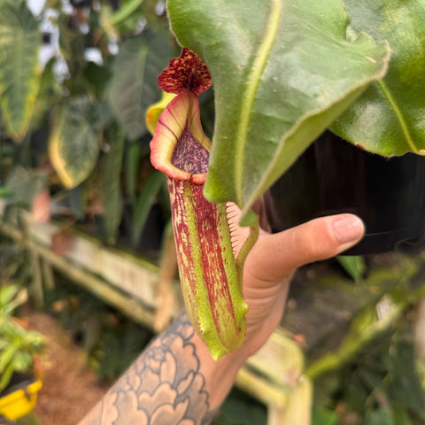 WH0364 Nepenthes maxima GW x maxima Wavy JB (4/20/23) (L) (Q)