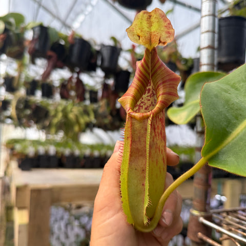 WH0367	Nepenthes [(lowii x veitchii) x boschiana]-Red Ruffled x veitchii (Akazukin x Bareo)	(XL) (Q)