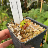 [A250] Nepenthes kinabaluensis x lowii (xs)