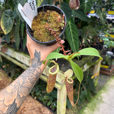 WH0369 Nepenthes smilesii x platychila	(M) (Q)