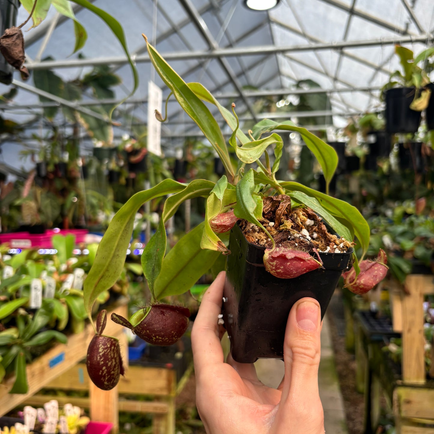 [W247] Nepenthes ampullaria ('Harlequin' x 'Black Miracle') (L)