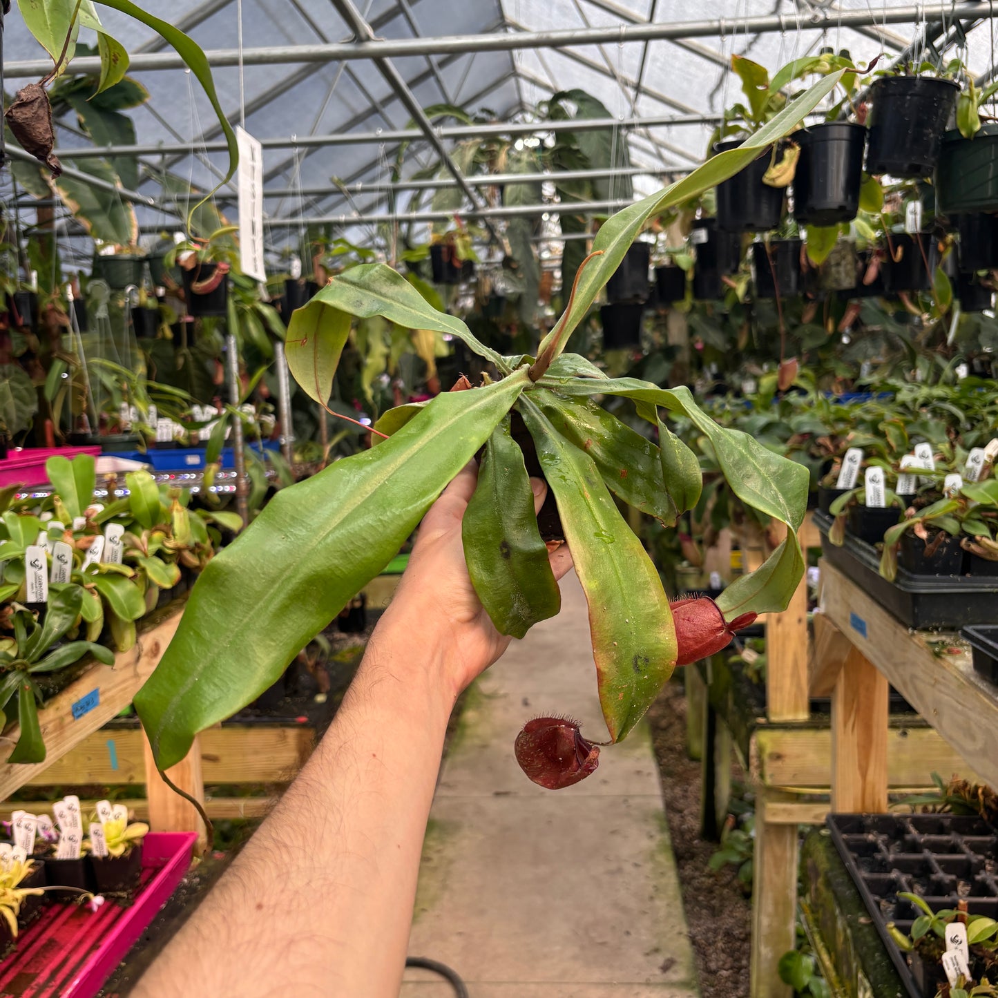 [W248] Nepenthes ampullaria ('Harlequin' x 'Black Miracle') (L)
