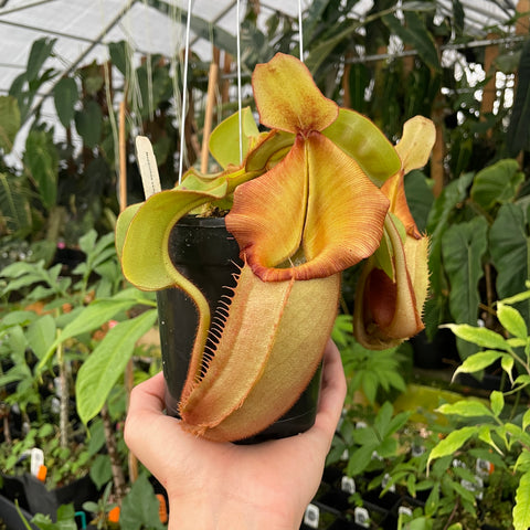 Nepenthes veitchii Bario NE32C XL with a large orange pitcher and green leaves.